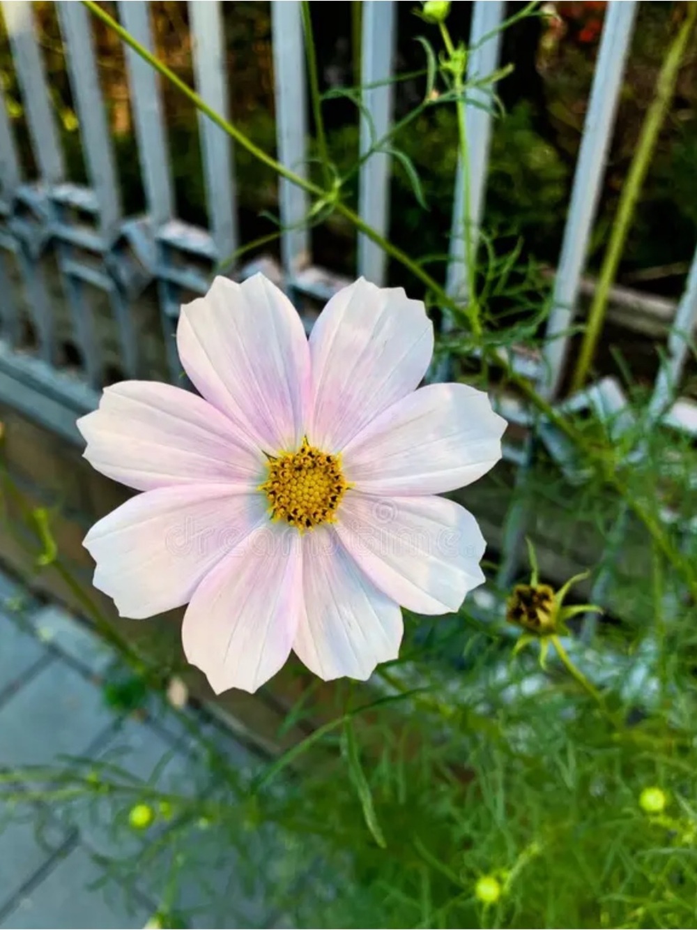 Cosmos botanical Frame - Picture 2 of 5